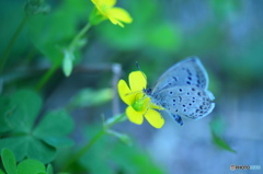 汐入の虫たちー４