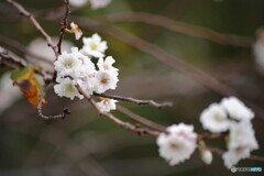 秋に咲く桜、、、。