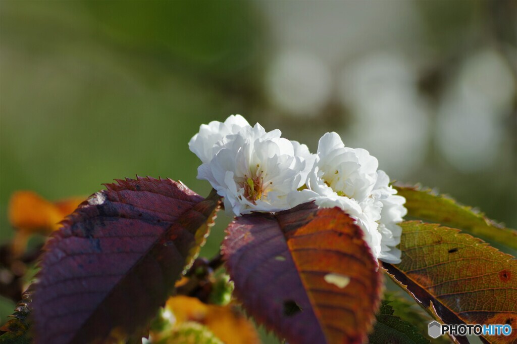 子福桜～ⅴ