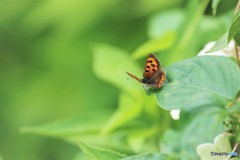 紅色の紫陽花、、、。