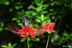 先月の曼珠沙華と蝶～ⅲ