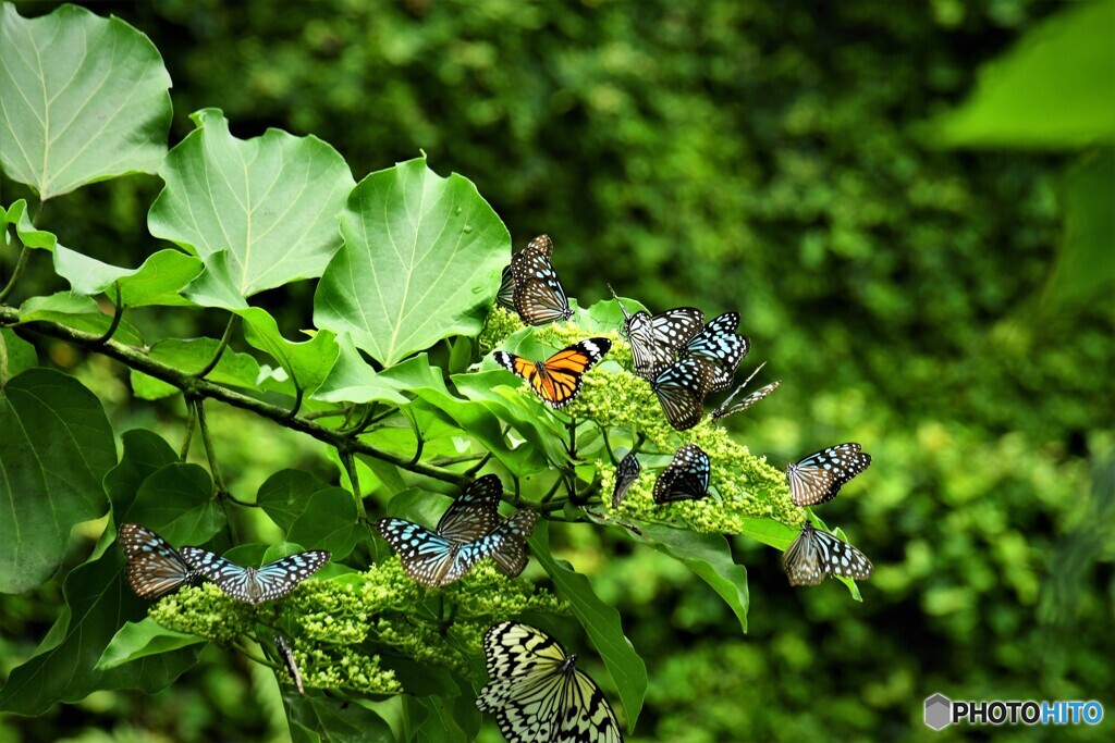 夏の蝶の園～ⅲ