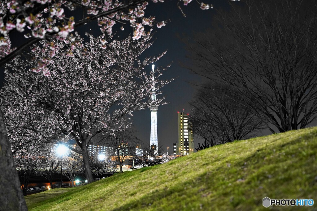 オオカンザクラ夜桜～ⅻ