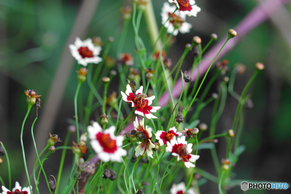 葉月花ー41
