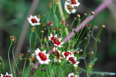 葉月花ー41