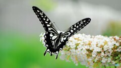 雨上がりの蝶達、、、③