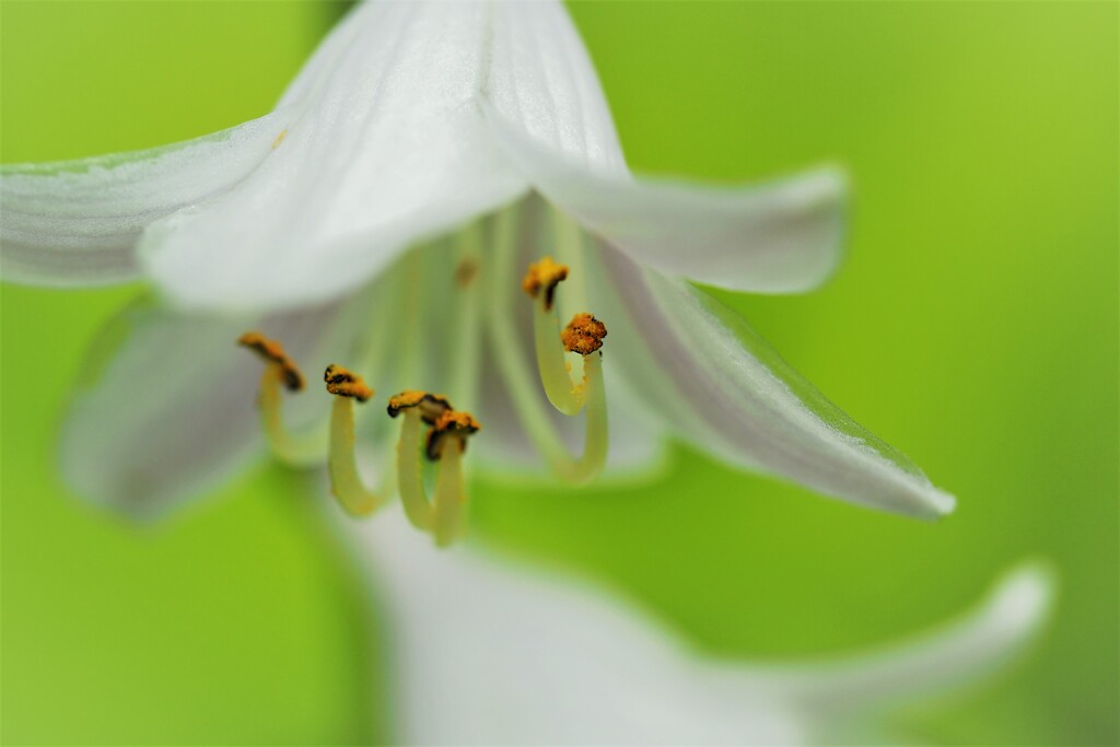 梅雨の花達～ⅲ