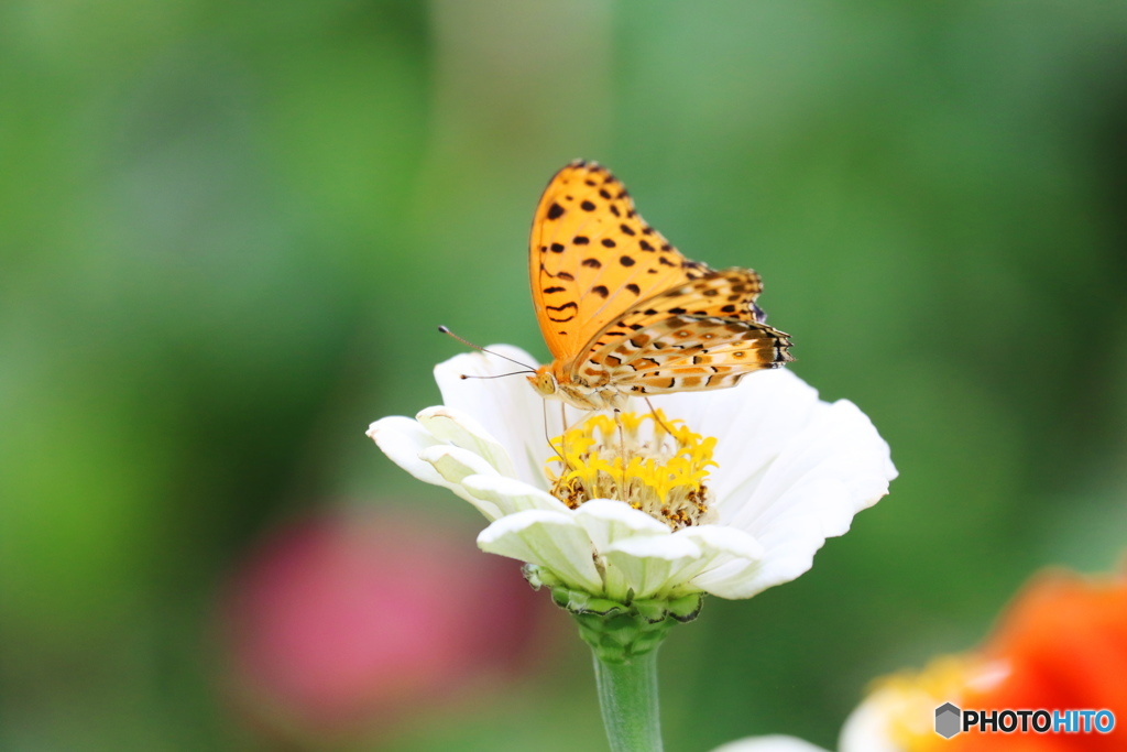 白の花舞台