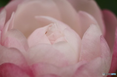 神無月花ー20