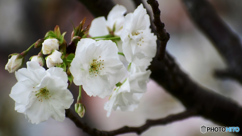 平成最後を咲く桜達～lxxvii