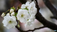 平成最後を咲く桜達～lxxvii