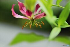 Gloriosa lily