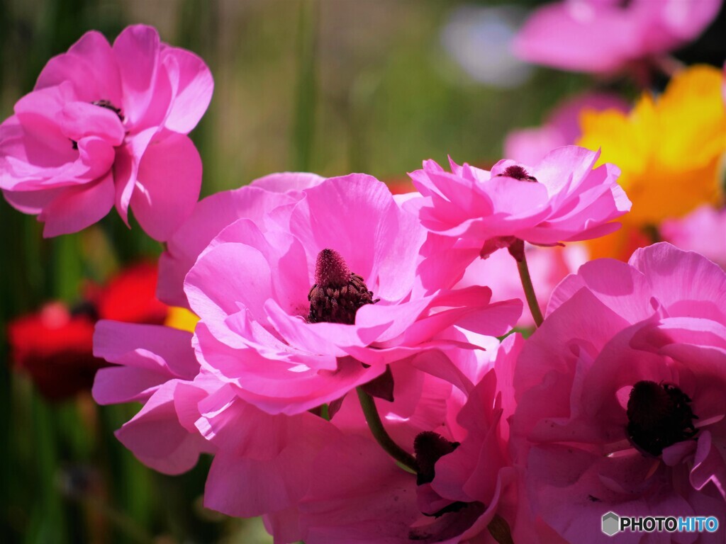 風の花