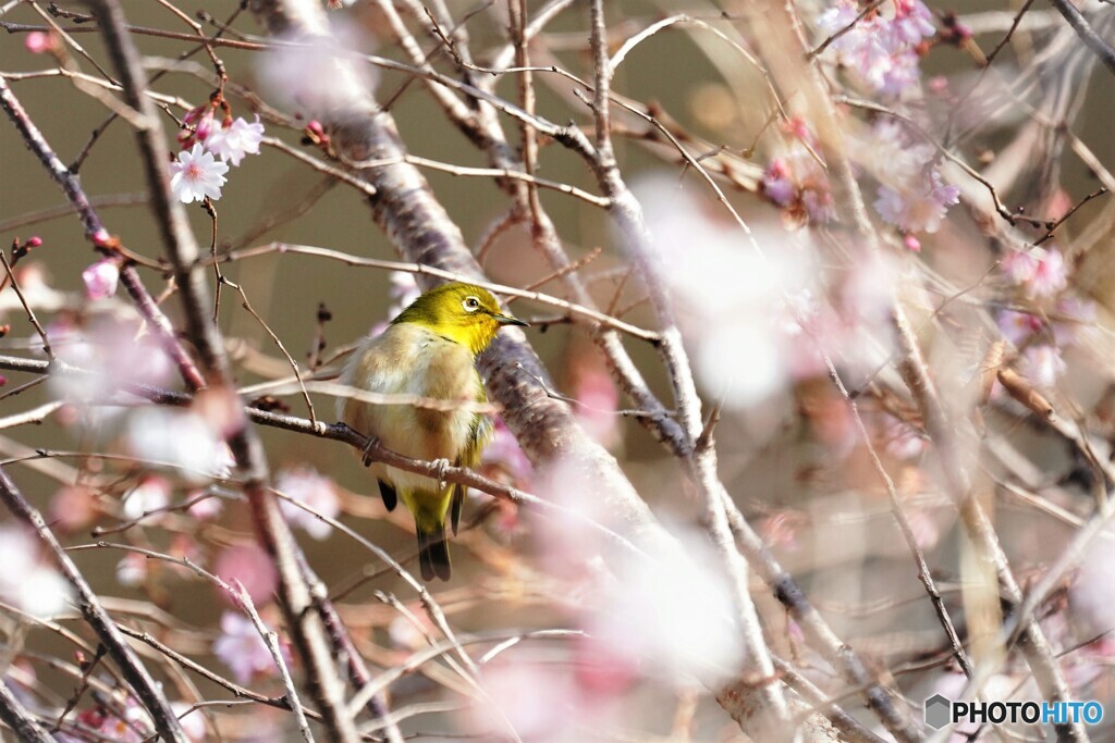 冬桜に蜜を求めて