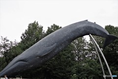 シロナガスクジラ、、、。