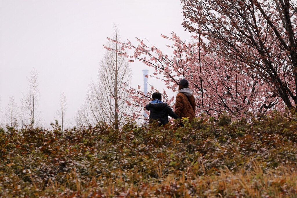 3年前の汐入桜