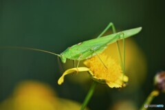 いくよ～ⅱ