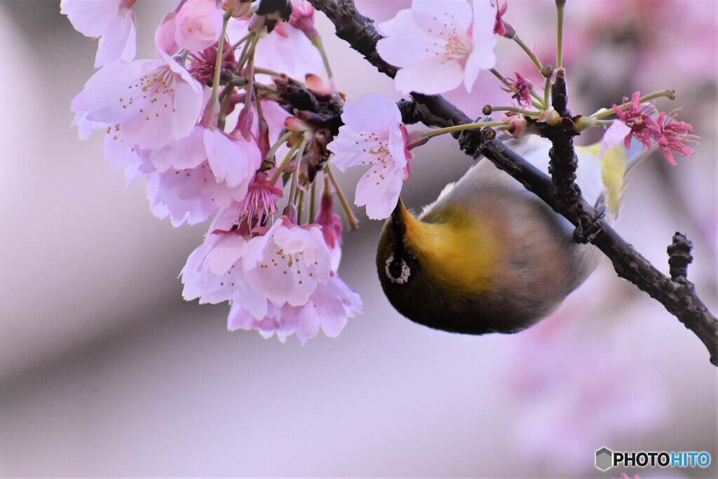 3年前の大寒桜とメジロ～ⅳ