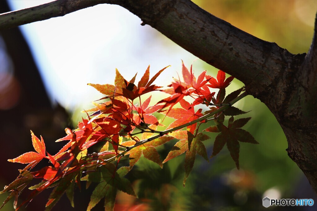 紅葉彩