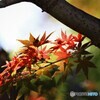 紅葉彩
