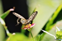 アゲハダンス、、、。