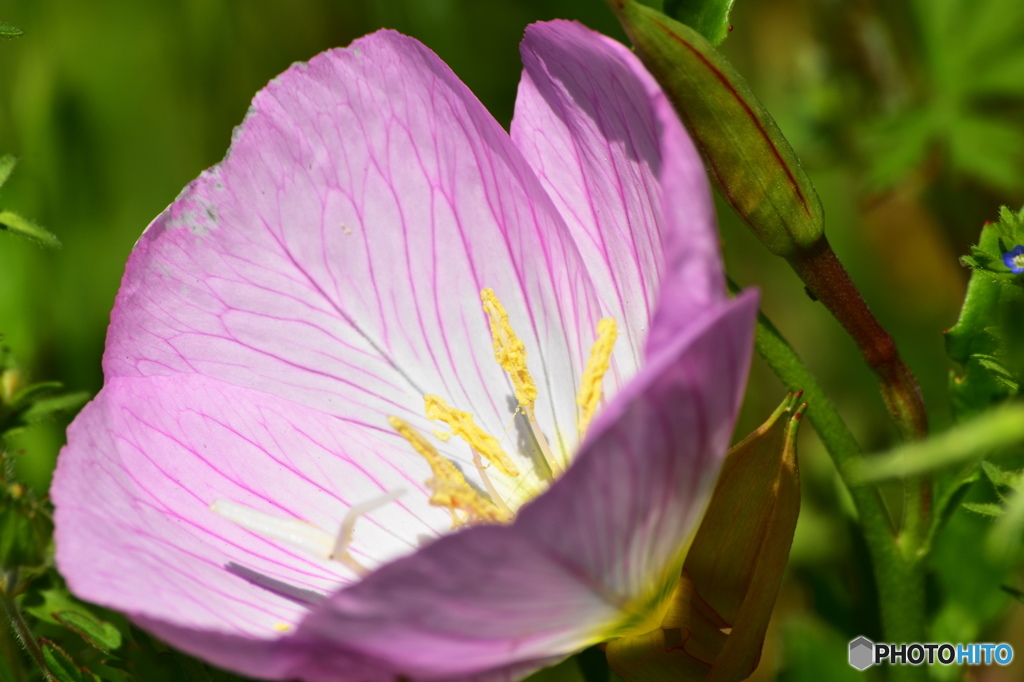 卯月花ー月見草