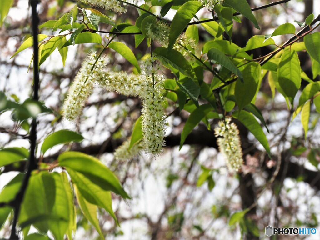 上溝桜