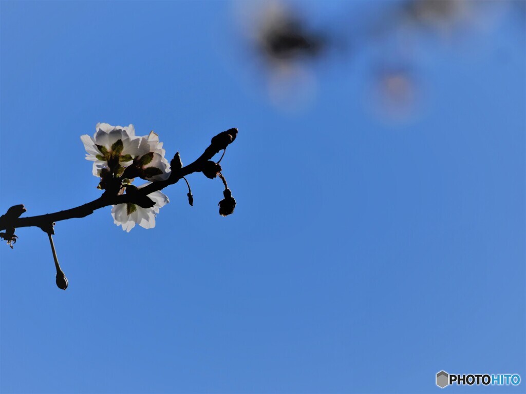 愛は死より強し