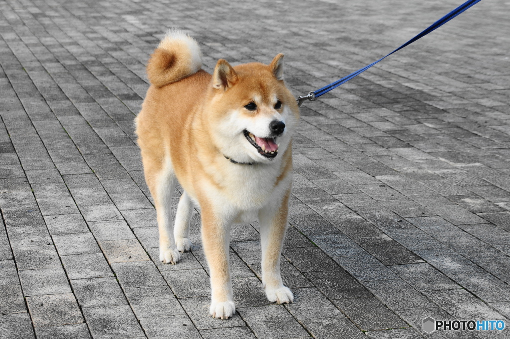 柴犬、ベル君