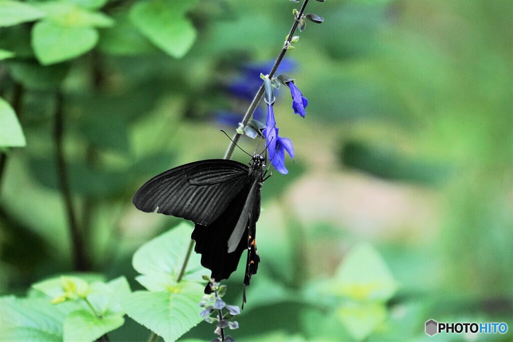 黒とブルー～ⅱ