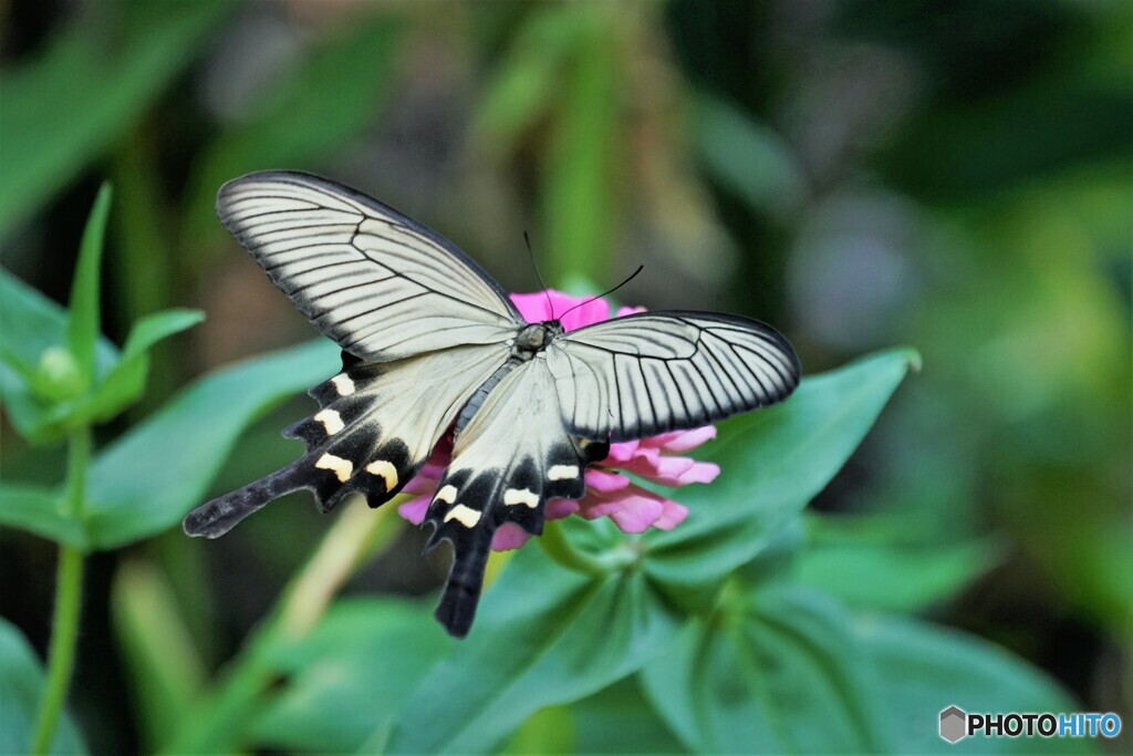 もっと もっと輝けるわ Butterfly～ⅴ