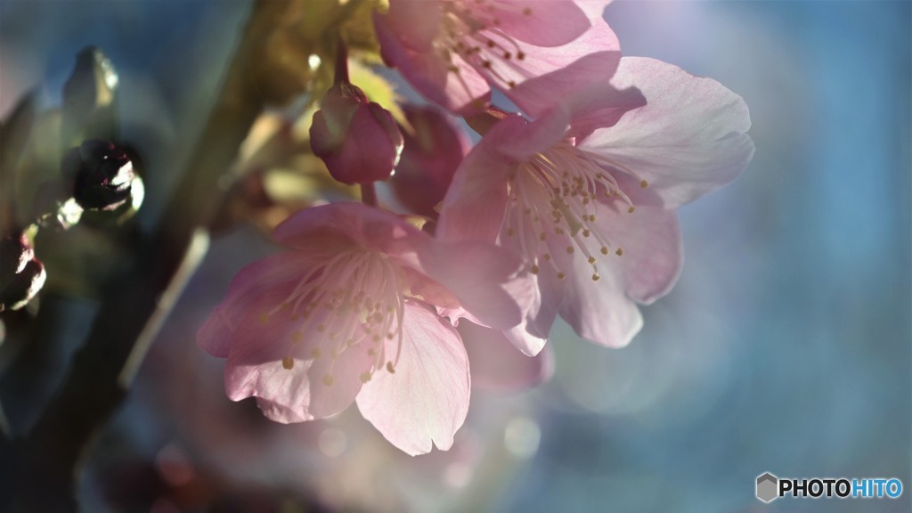汐入、河津桜～Ⅳ