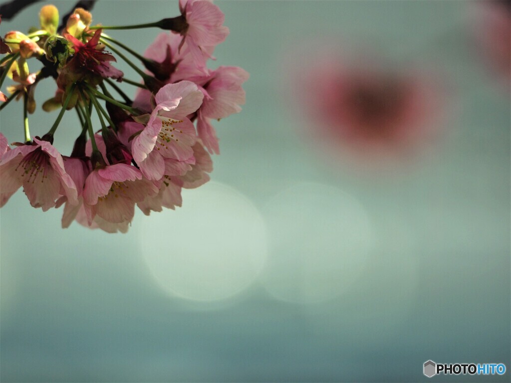 ２０２１陽光桜便り～④