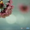 ２０２１陽光桜便り～④