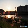 昨夕の隅田川、、、。