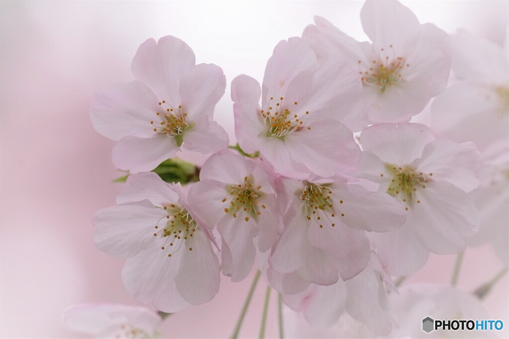 汐入桜　江戸彼岸
