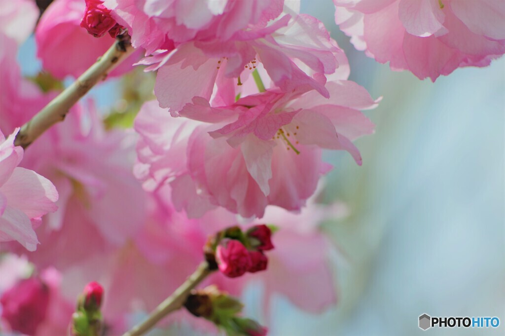 ２０２１桜前線～ⅳ
