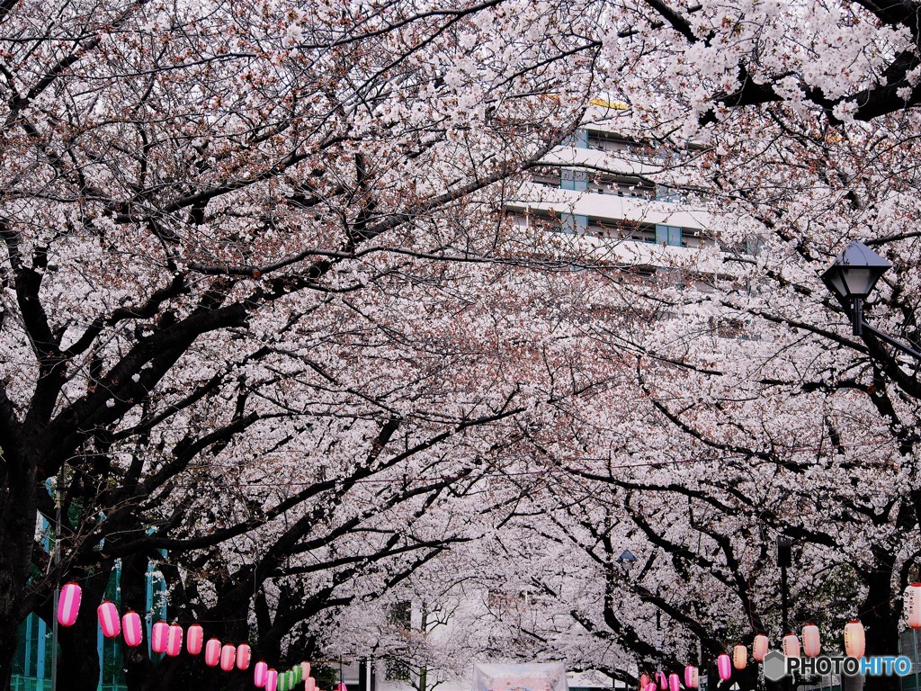 平成最後を咲く桜達～xx
