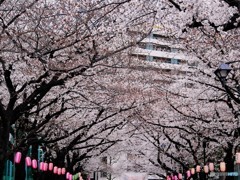 平成最後を咲く桜達～xx