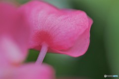花のうなじ、、、。