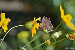 キバナにタテハ蝶