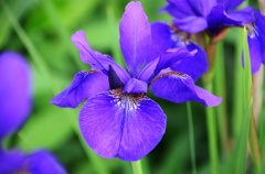 菖蒲ー６