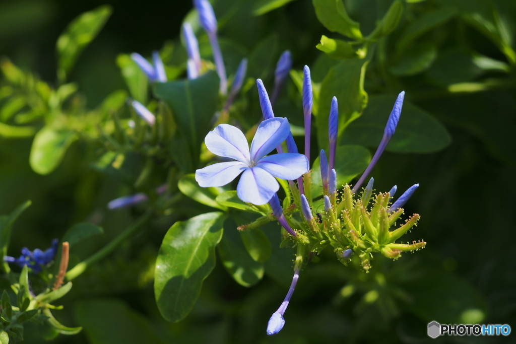Plumbago 