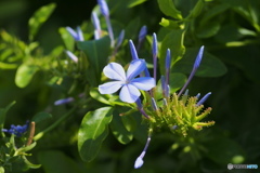 Plumbago 