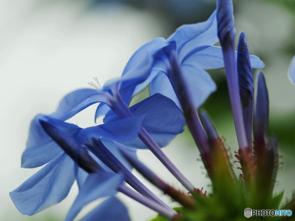 ひそかな情熱、、、。