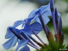 ひそかな情熱、、、。