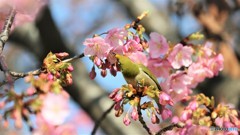 汐入、河津桜～Ⅹ