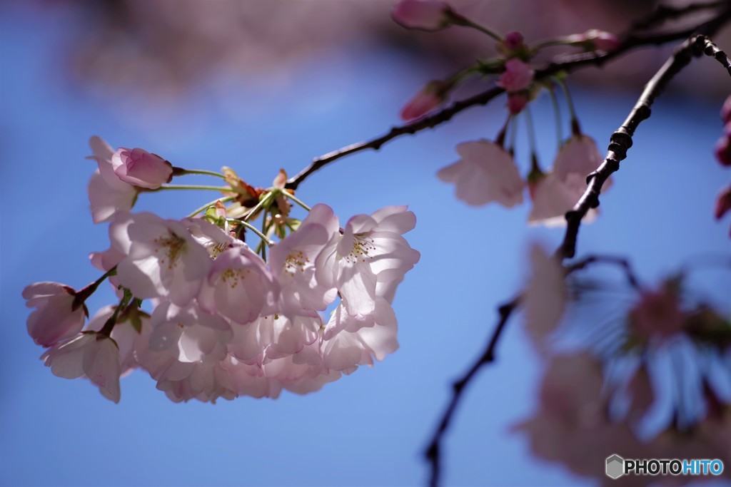 平成最後を咲く桜達～xxxi