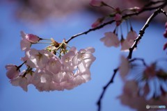 平成最後を咲く桜達～xxxi