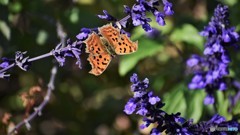 タテハチョウ、、、。